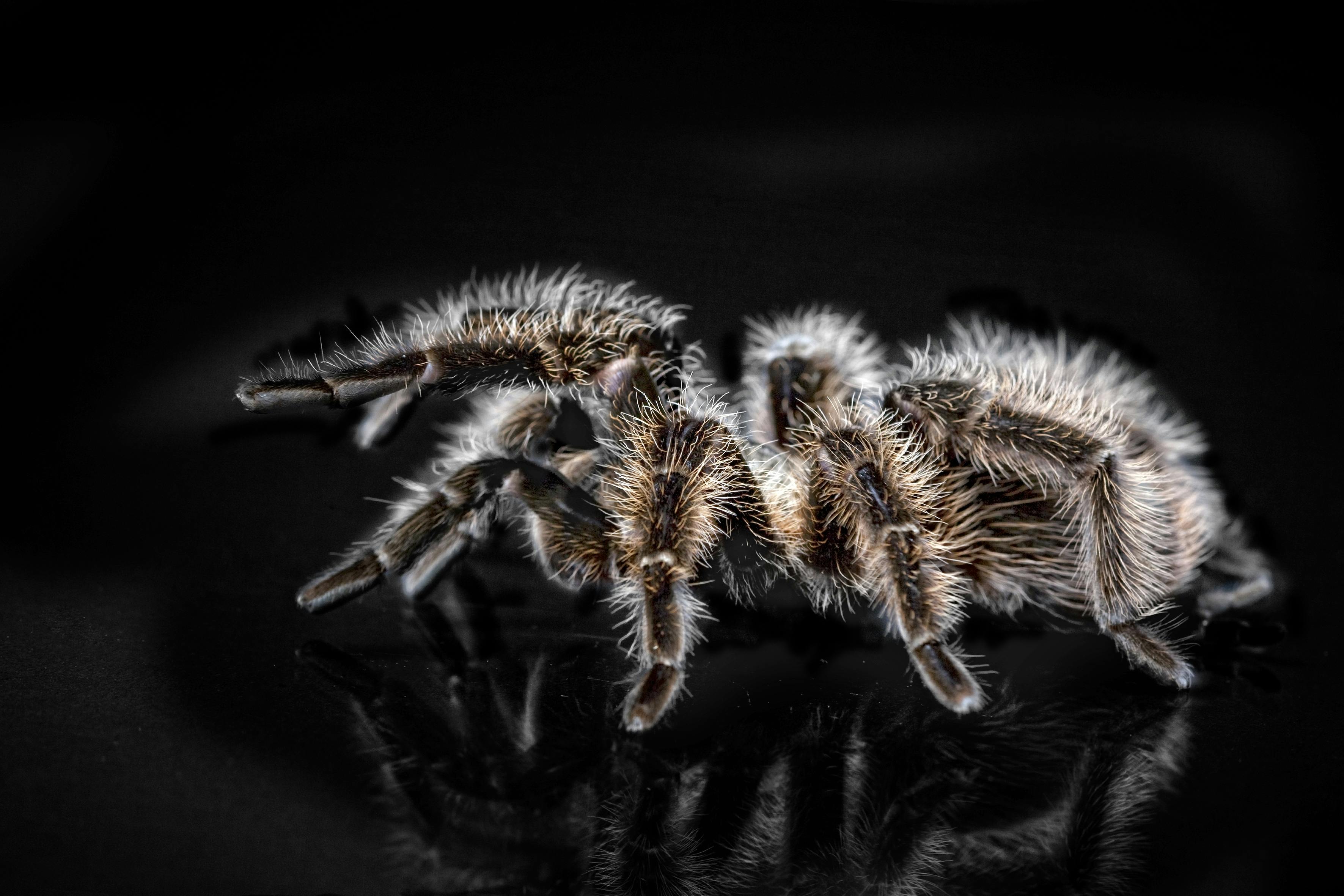 Hairy tarantula