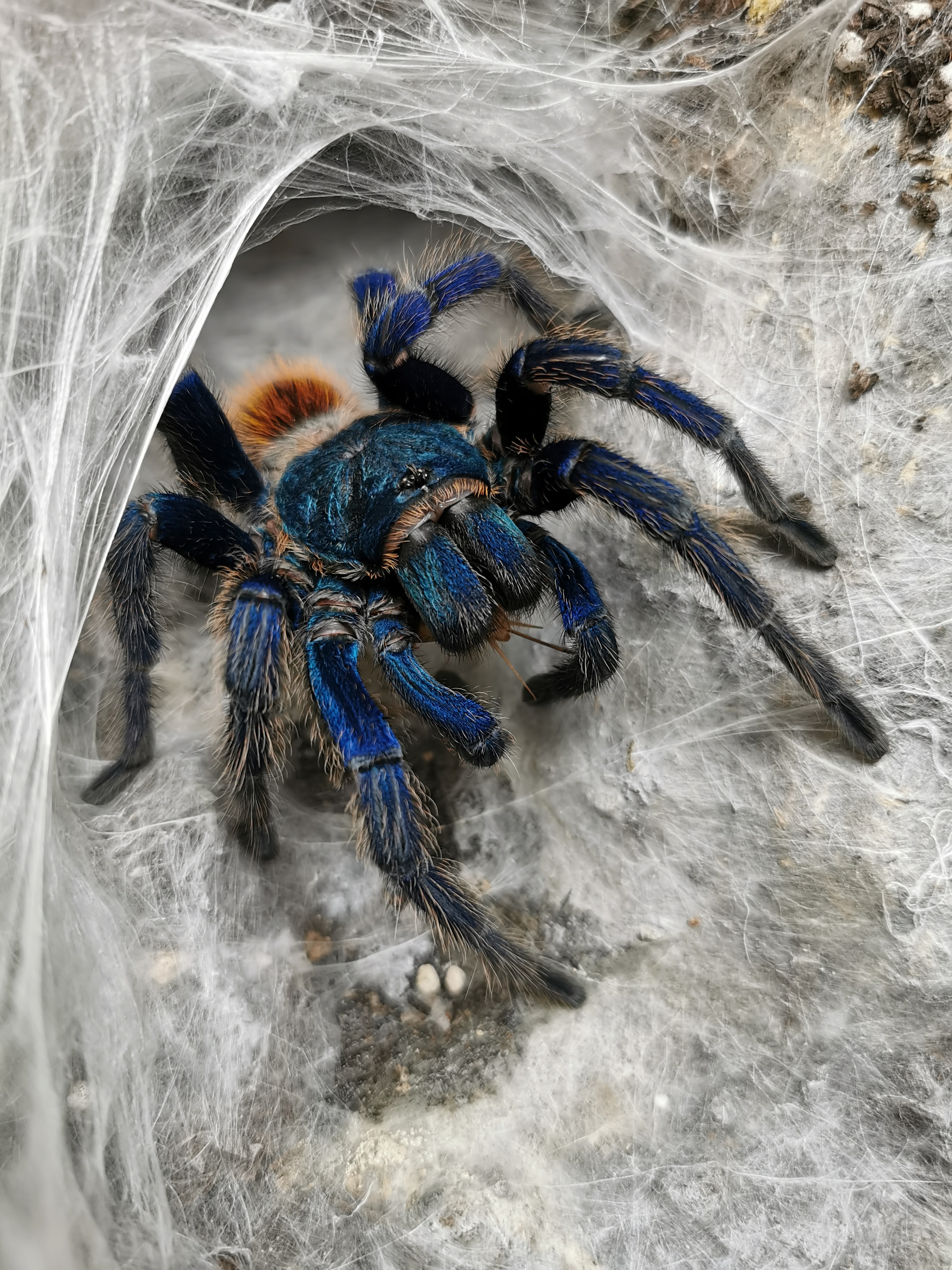 Greenbottle Blue tarantula