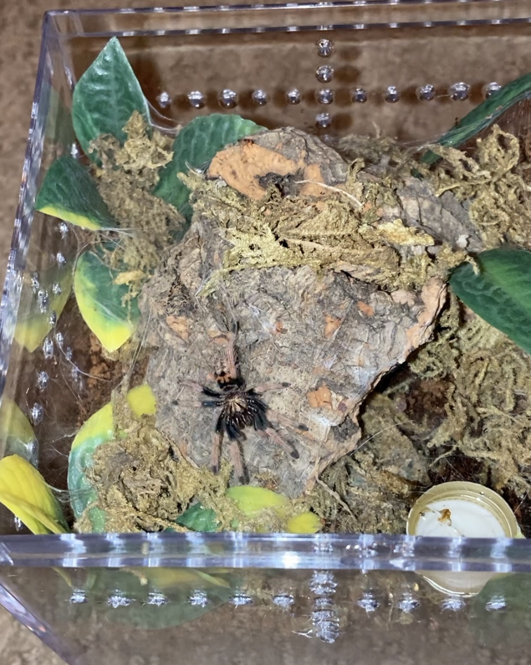 Greenbottle Blue Spiderling
